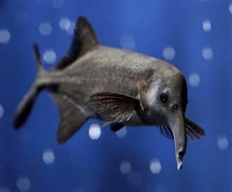 elephant nose fish|Elephant Nose Fish: Care Guide, Breeding, Tank Size & Disease.